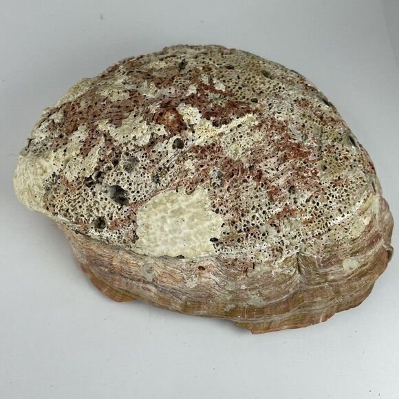 Large 8”x 6” Vintage Estate Red Abalone Shell 1lb 1oz Old Trinket Dish Display - Picture 7 of 12